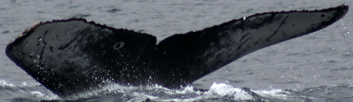 Fluke of Mapo (Antarctica)