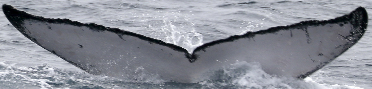 Fluke of PWF-EC_5983