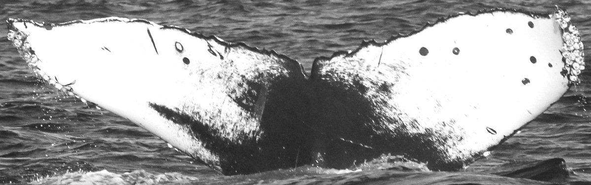 Fluke of CRC-15578