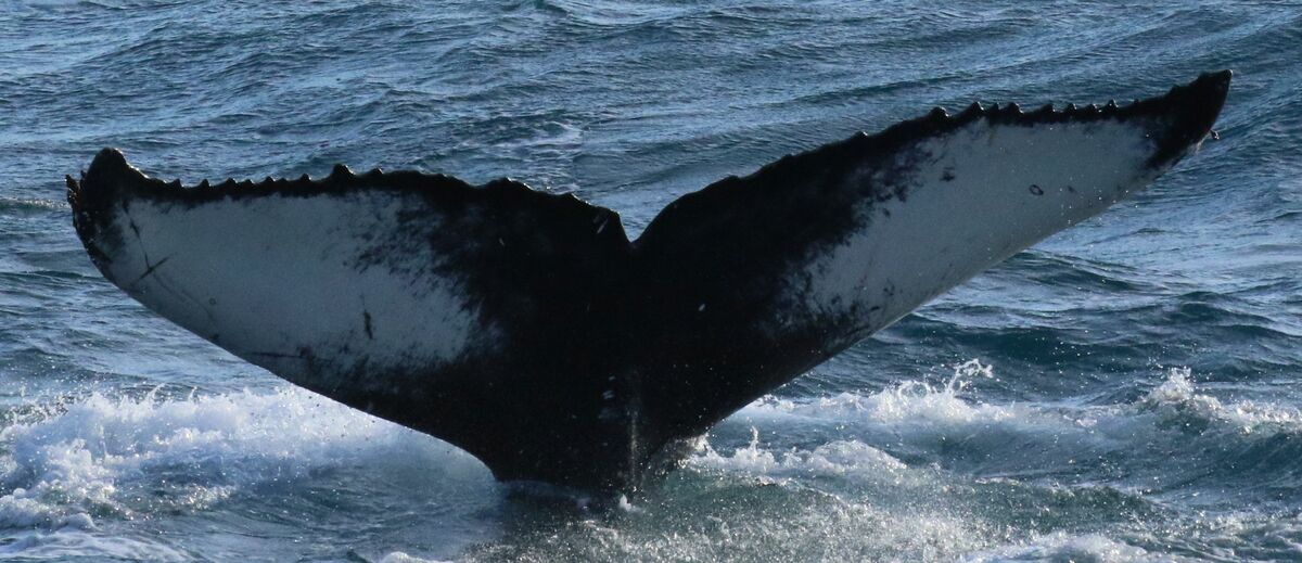 Fluke of Wave