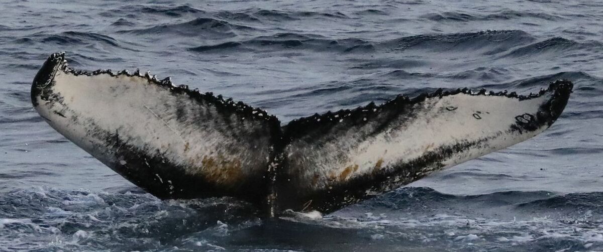 Fluke of Spotty