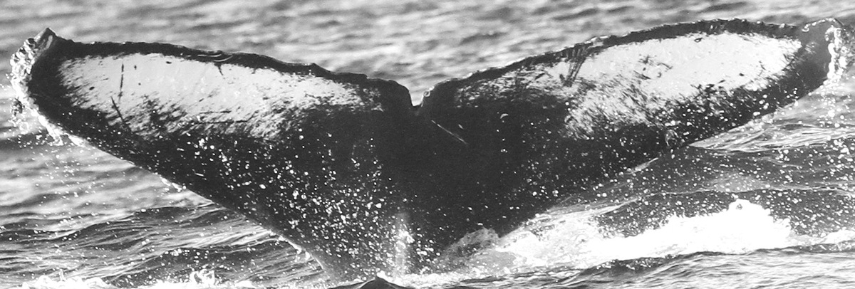 Fluke of Holo (California)