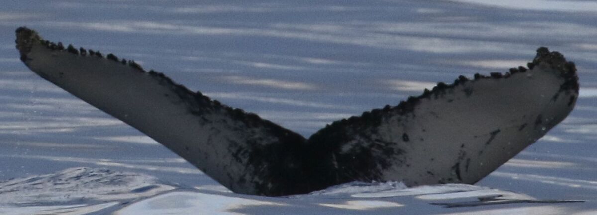 Fluke of Fish (Westfjords) aka Chloe