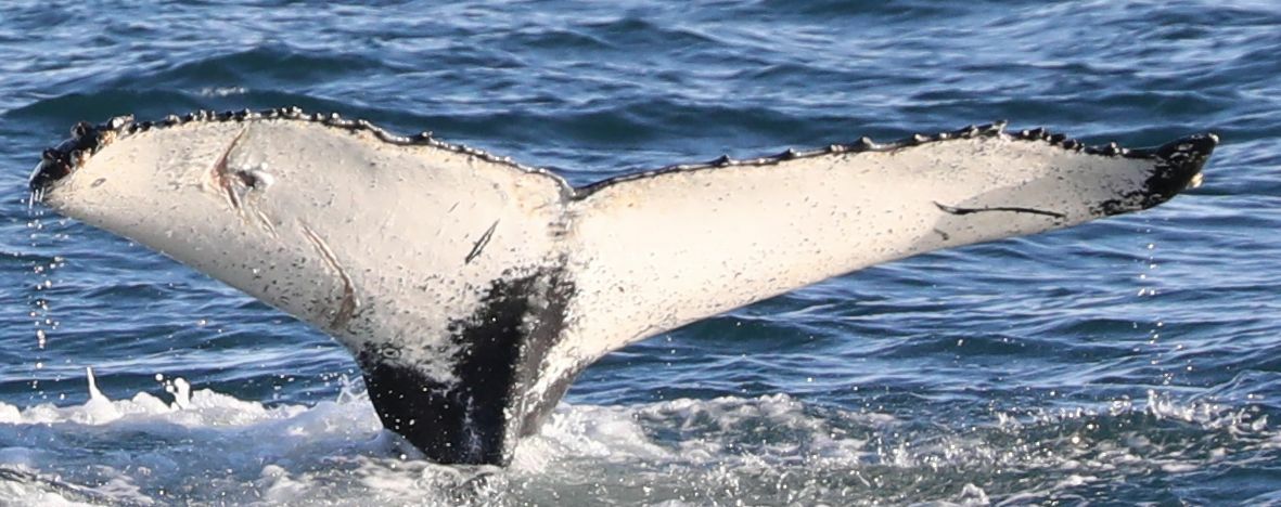 Fluke of Whall-E (Husavik)