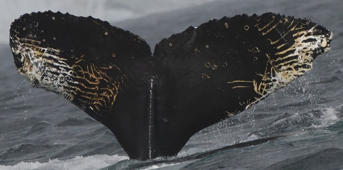 Fluke of Walbert (Antarctica)
