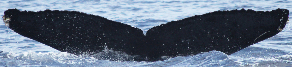 Fluke of TDI-23613