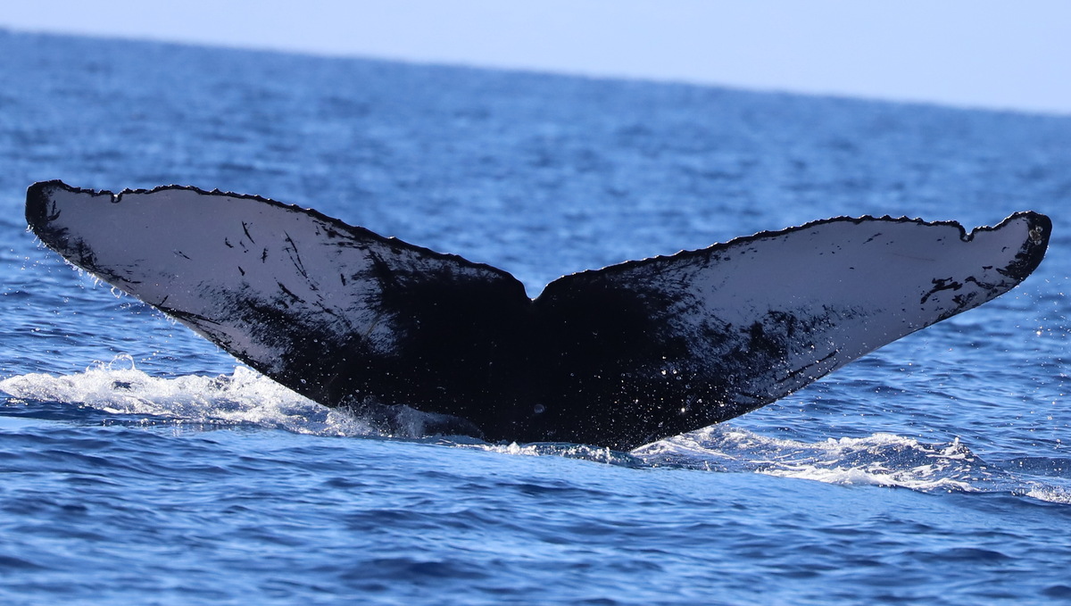 Fluke of PWF-NP_6407