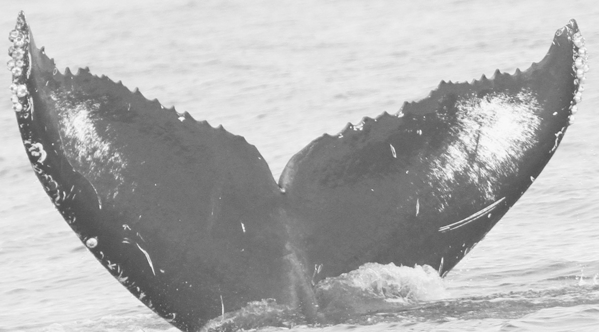 Fluke of CRC-15545
