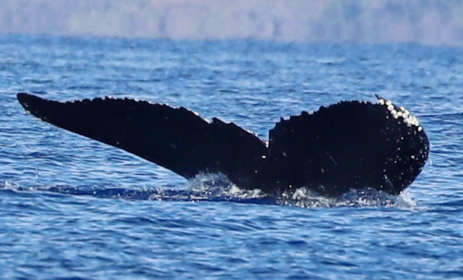 Fluke of PWF-NP_6400