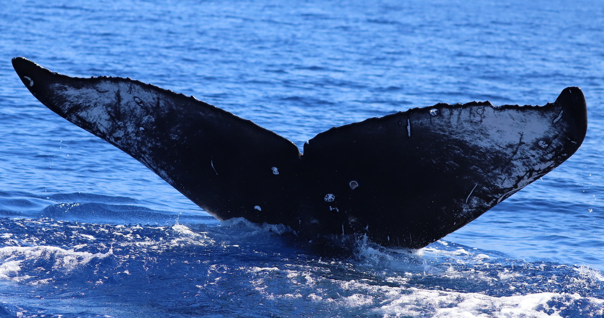 Fluke of PWF-NP_6401