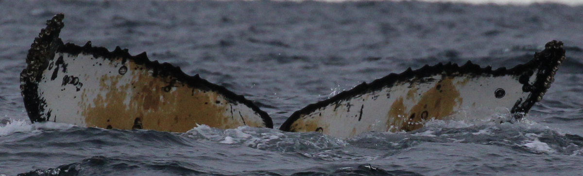 Fluke of HW-MN1304129