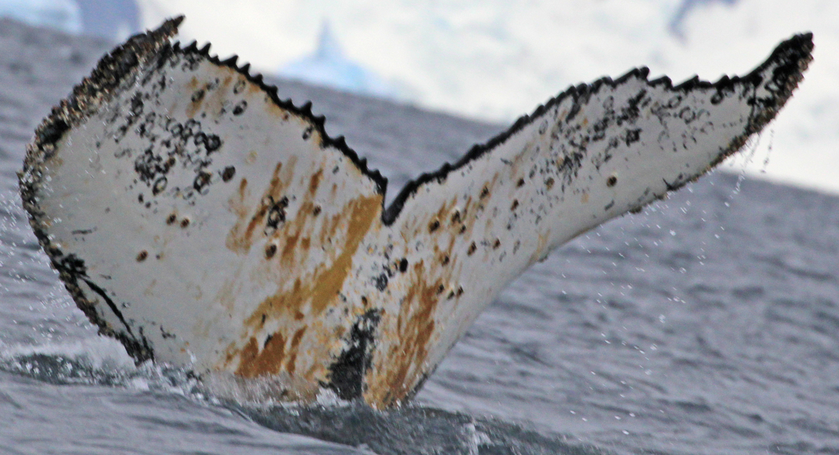 Fluke of Anuradha Singh (Antarctica)