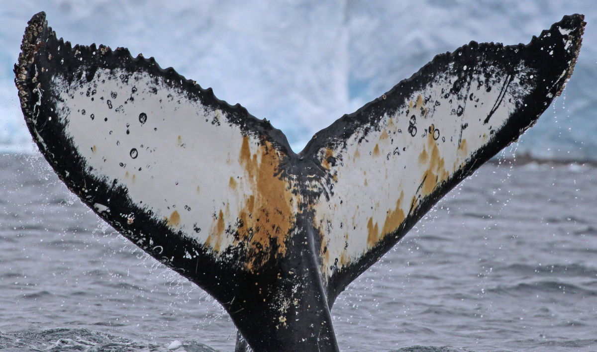Fluke of Trihop (Antarctica)