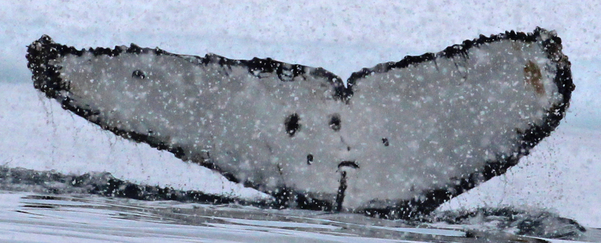 Fluke of Willem B Liquorice AKA BayTcha (Antarctica)