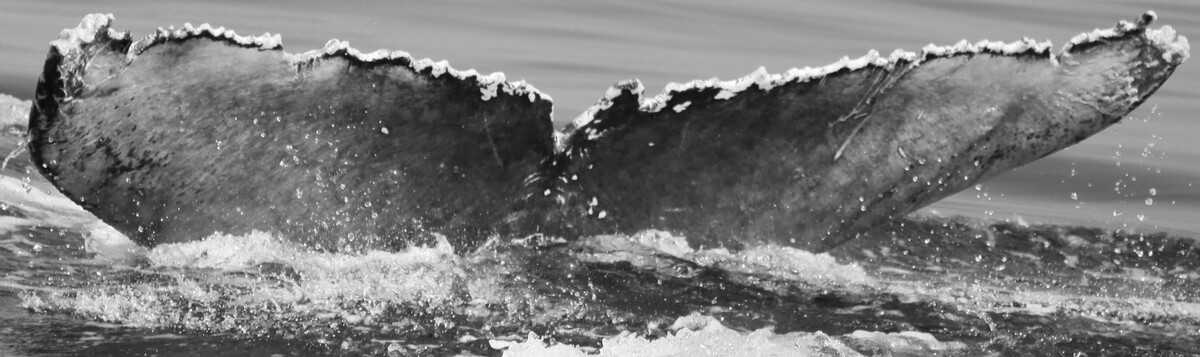 Fluke of CRC-22452