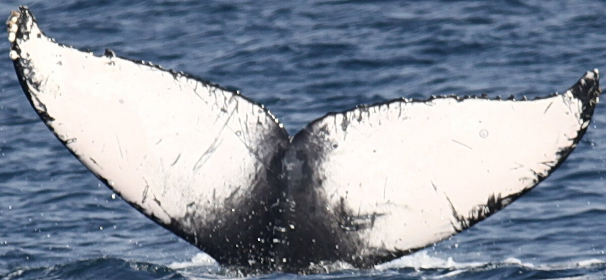 Fluke of CRC-30097