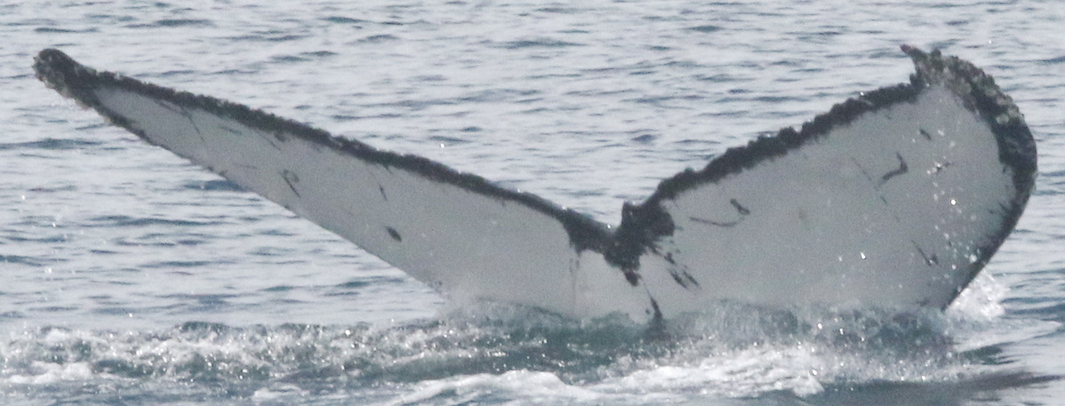 Fluke of CRC-20297