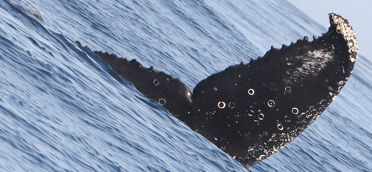 Fluke of CRC-20393
