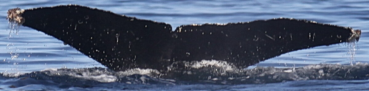 Fluke of CRC-21393
