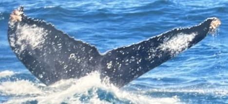 Fluke of HW-MN0523185