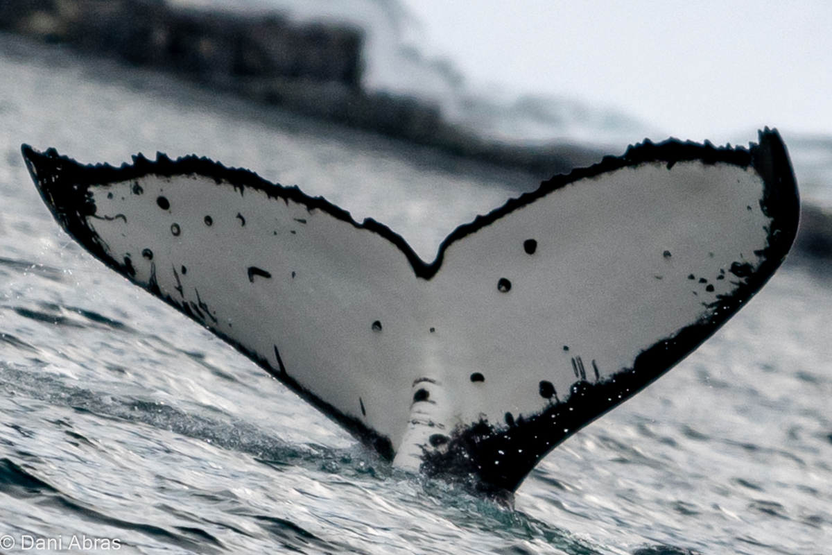 Fluke of Blondie (Antarctica)