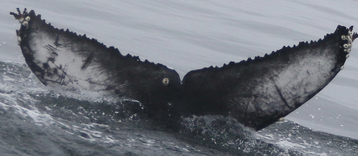 Fluke of CRC-20277