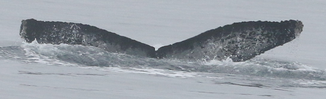 Fluke of CRC-20278
