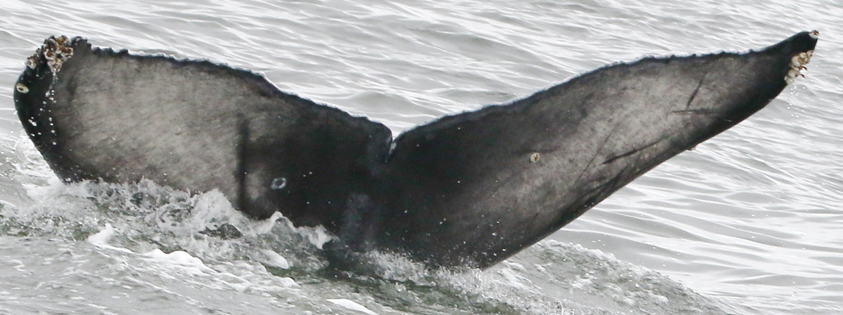 Fluke of 2021-2022 calf of JoJo