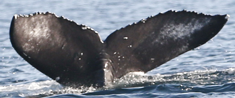 Fluke of CRC-20318