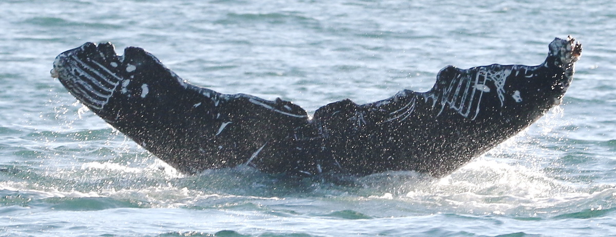 Fluke of CRC-20316
