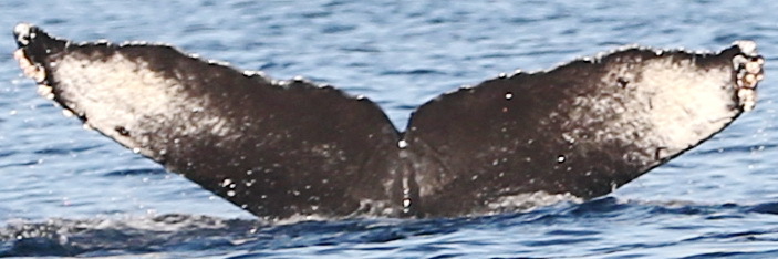 Fluke of Spirit (California)