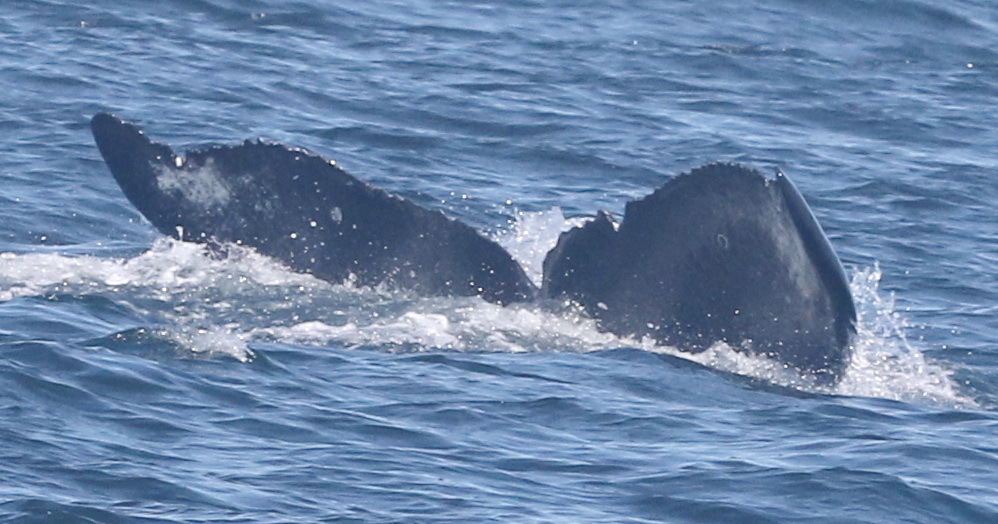 Fluke of CRC-20271