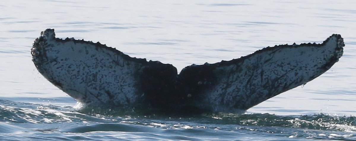 Fluke of CRC-20265