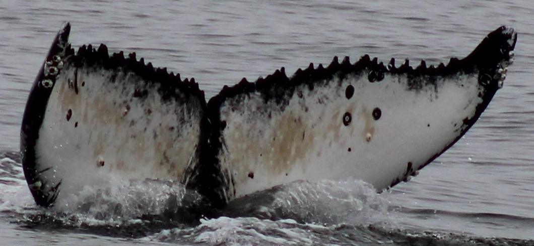 Fluke of Aura (California)