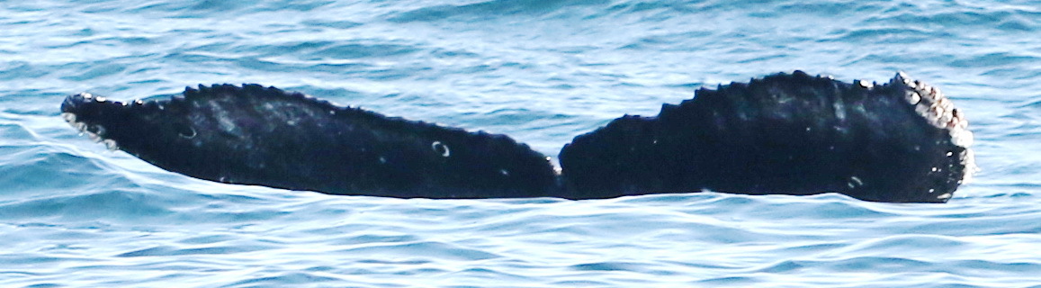 Fluke of CRC-20303
