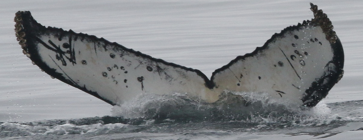 Fluke of CRC-20253
