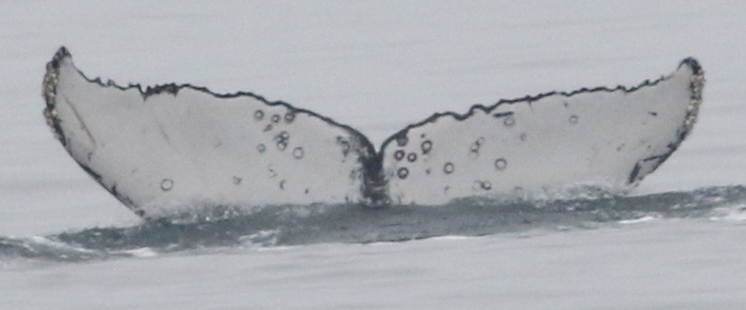 Fluke of CRC-20254
