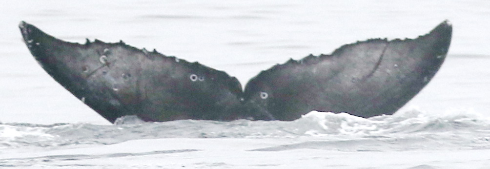 Fluke of CRC-20292