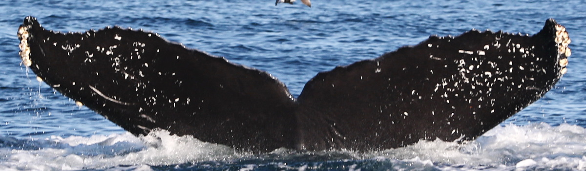 Fluke of CRC-20321
