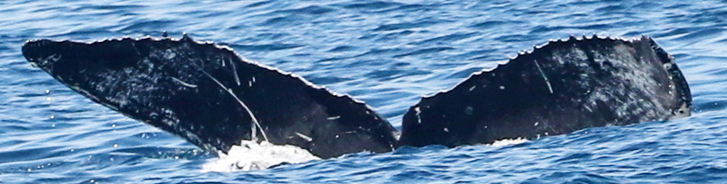 Fluke of CRC-20404