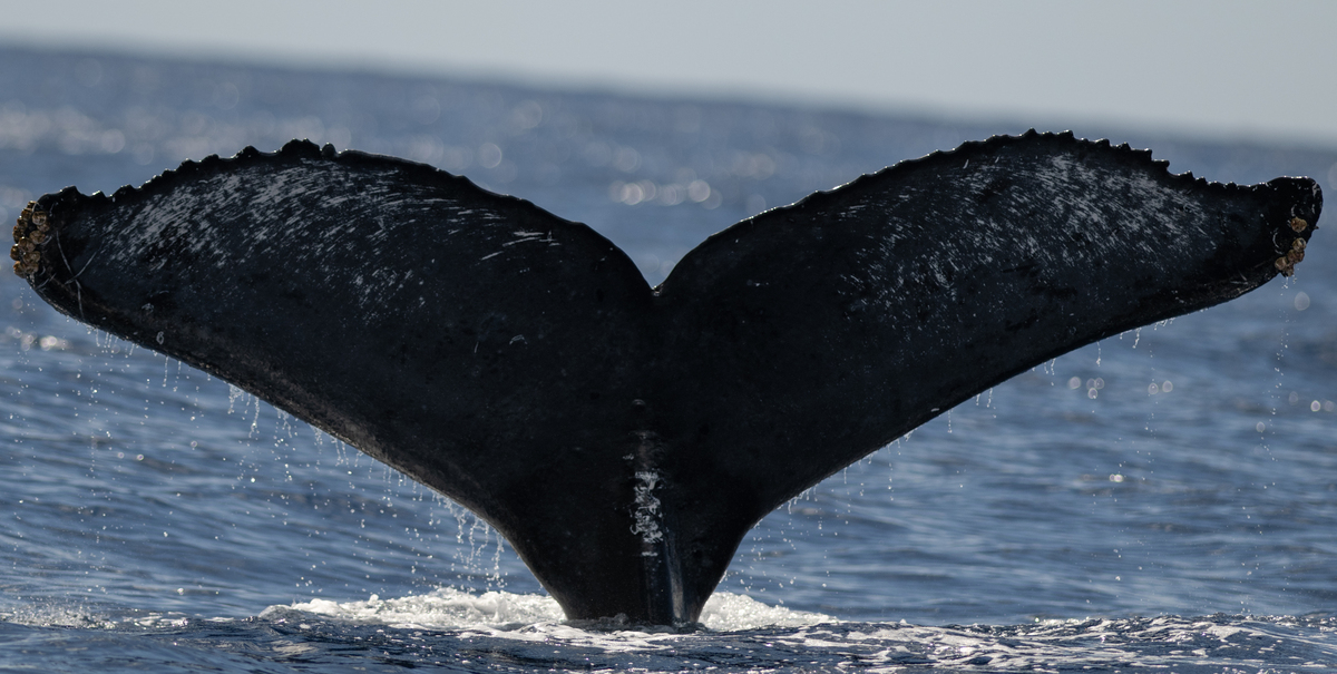 Fluke of HW-MN0443865
