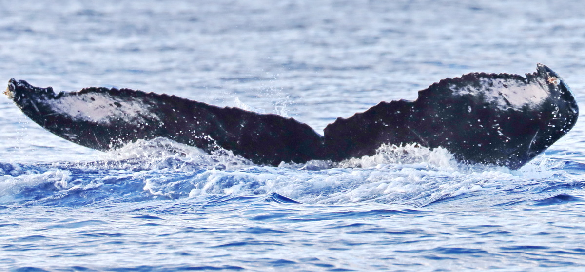 Fluke of PWF-NP_6451