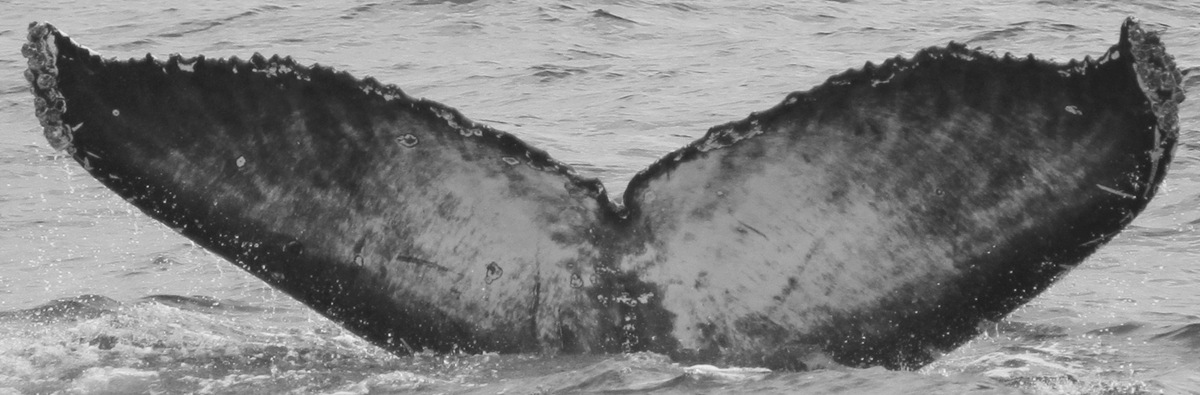 Fluke of CRC-15651
