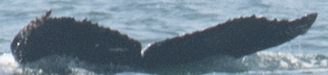 Fluke of 2021-2022 calf of CRC-17754