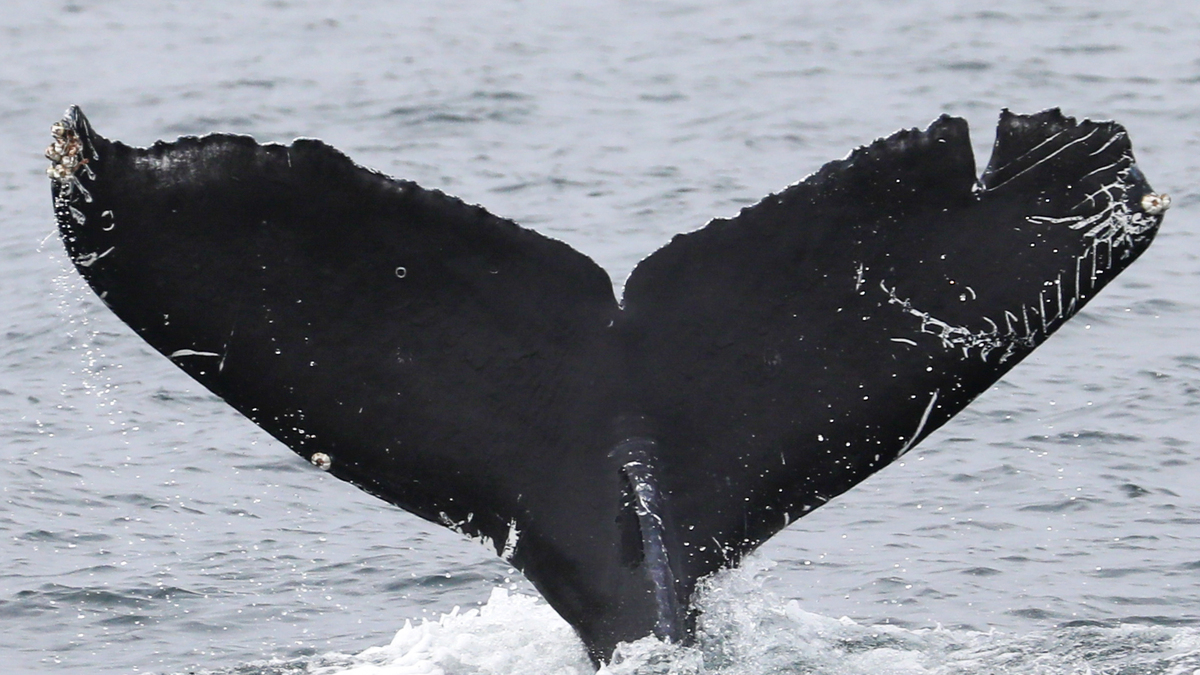 Fluke of 2021-2022 calf of CRC-19047