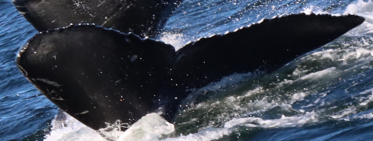 Fluke of 2022 calf of Kappa