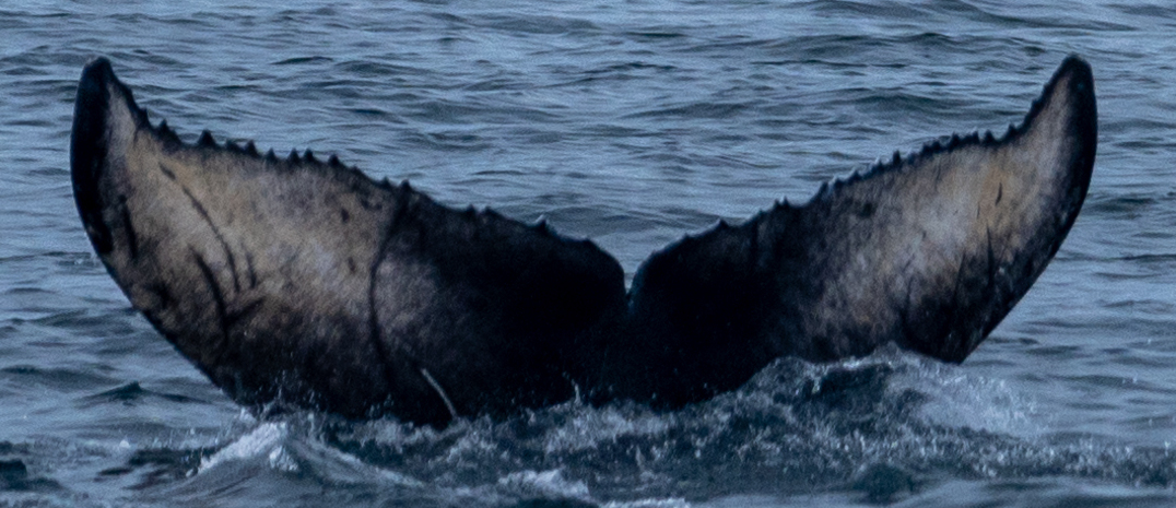 Fluke of 2022 calf of T'Souke