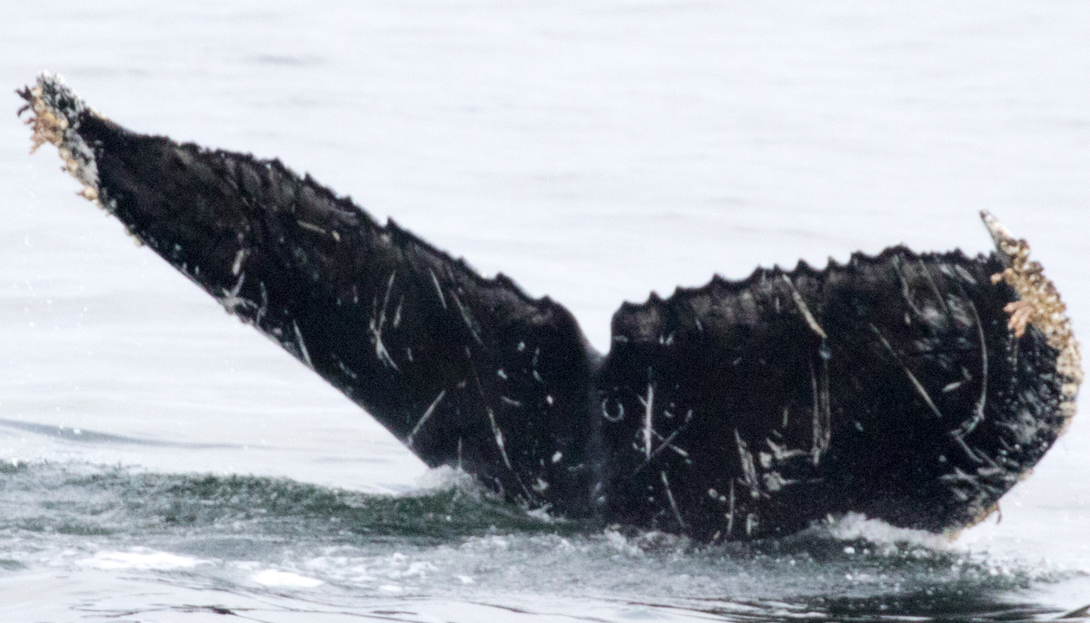 Fluke of Luna  2 (Oceanic Society)