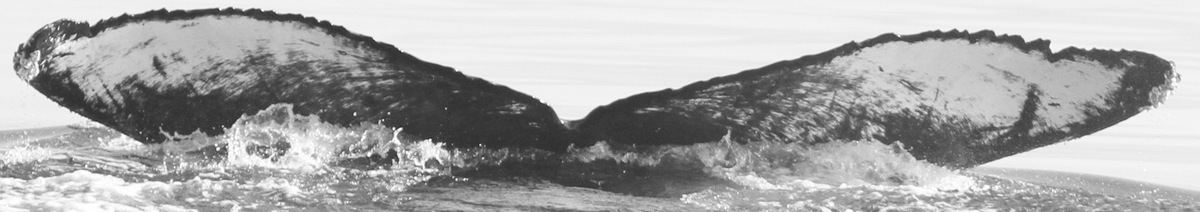 Fluke of CRC-15901