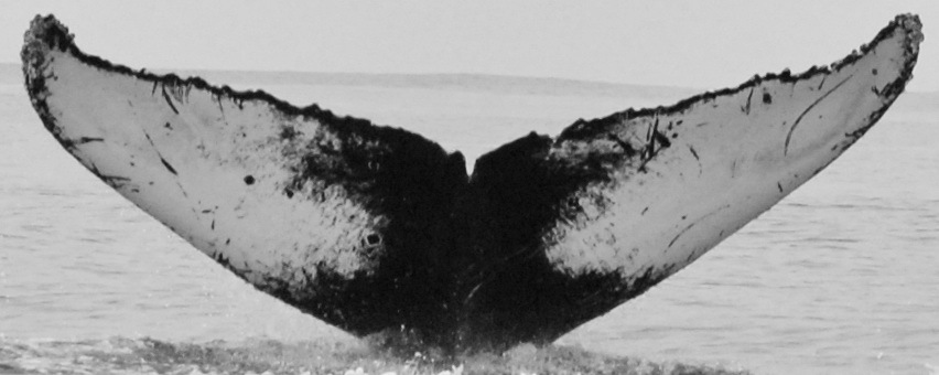 Fluke of CRC-15615